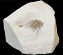 Elegant, Kettneraspis Trilobite - Oklahoma #42247-6